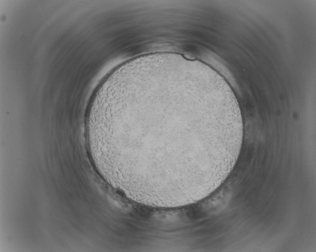 X0000077281051200611101313