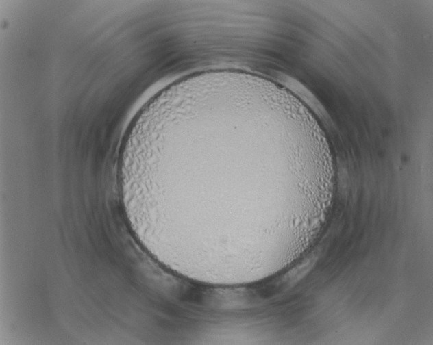 X0000077281052200611101313