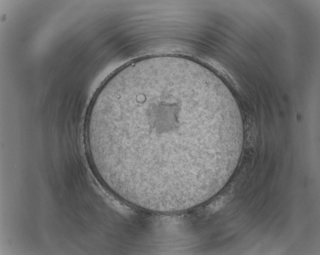 X0000077281086200611101312