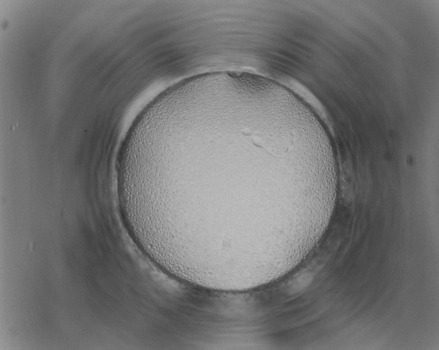 X0000077281096200611101311