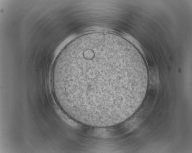 X0000077281098200611101311