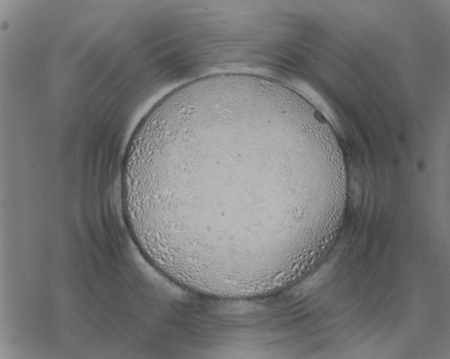 X0000077281100200611101311