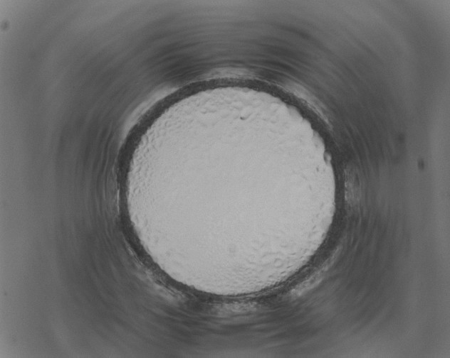 X0000077281117200611101311