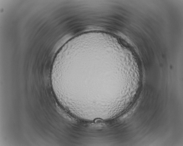 X0000077281137200611101311