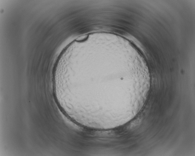 X0000077281143200611101311