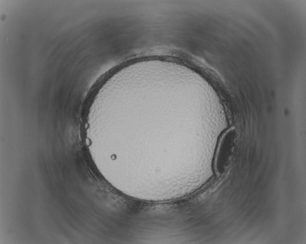 X0000077281166200611101310