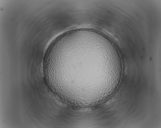 X0000077281174200611101310