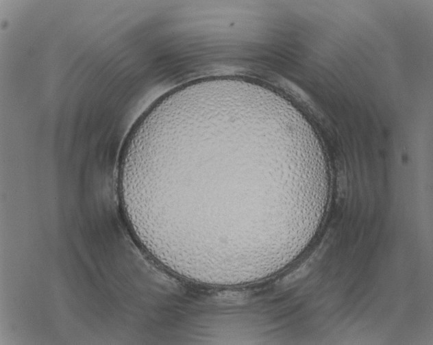 X0000077281178200611101310