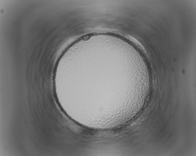 X0000077281183200611101310