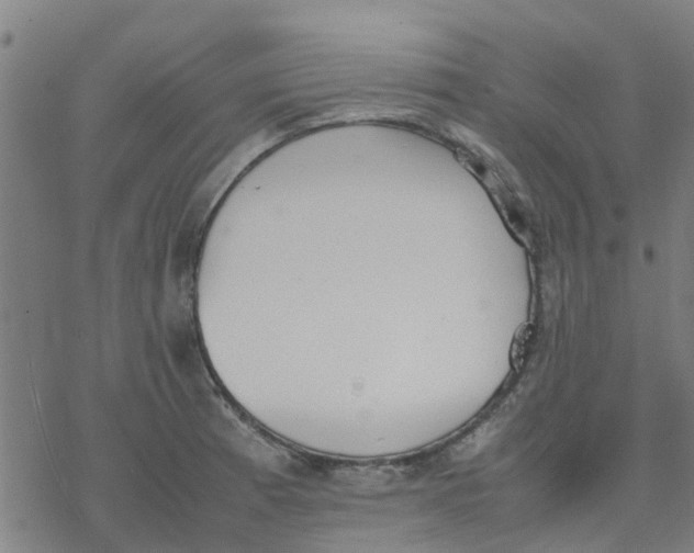 X0000077281185200611101310