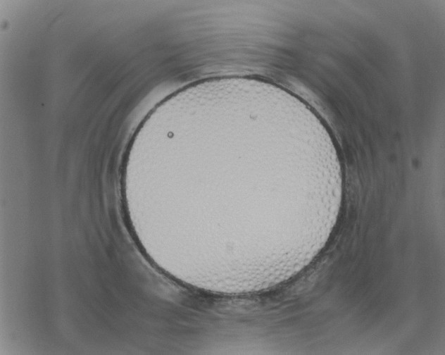 X0000077281187200611101310