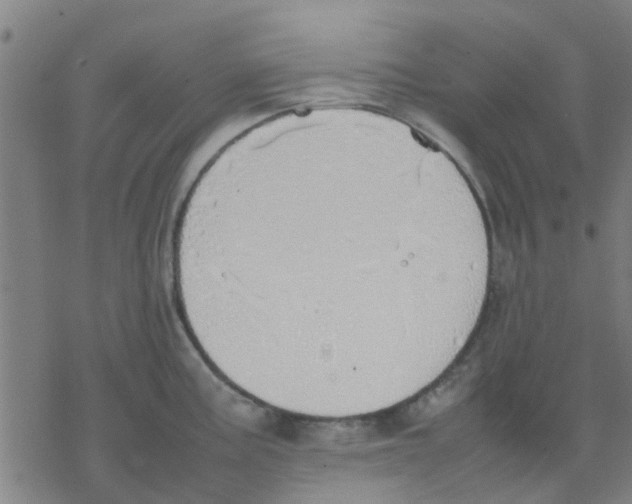 X0000077281195200611101310