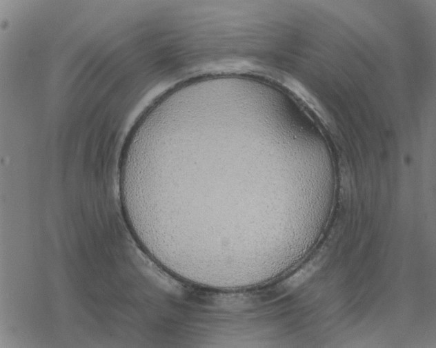 X0000077281232200611101309