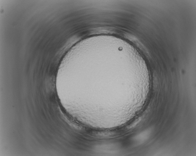 X0000077281233200611101310