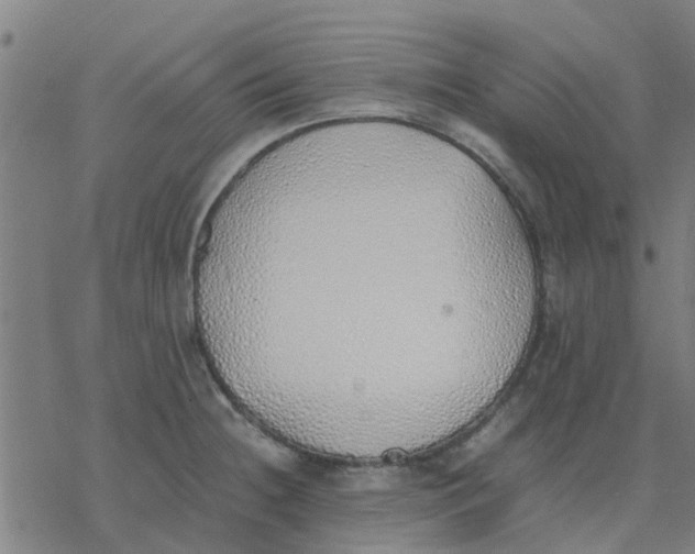 X0000077281236200611101310