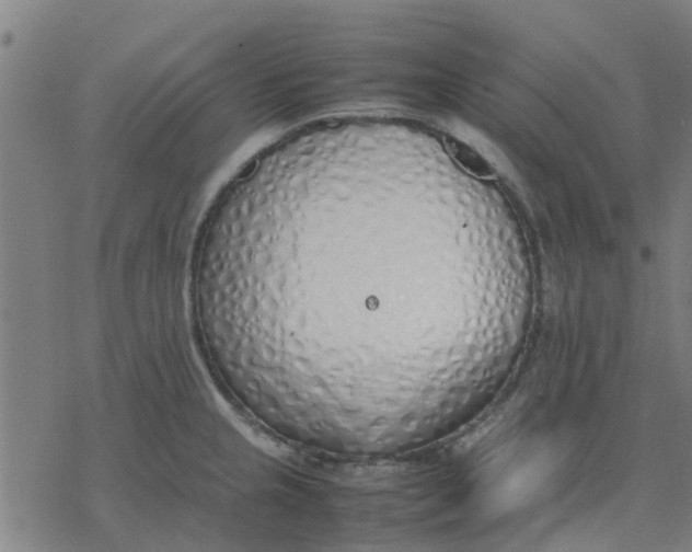 X0000077281237200611101310