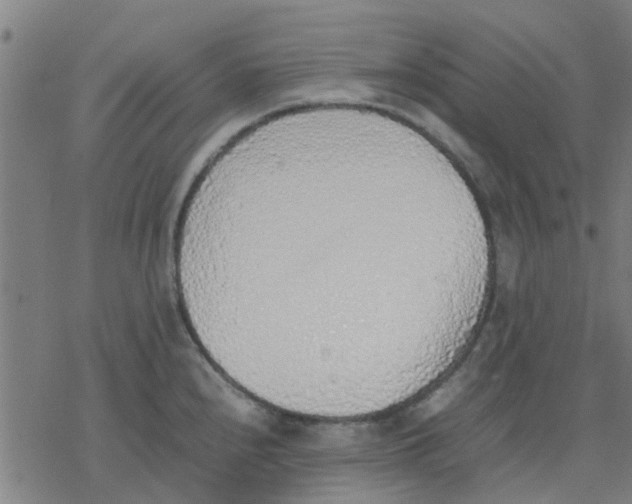 X0000077281240200611101310