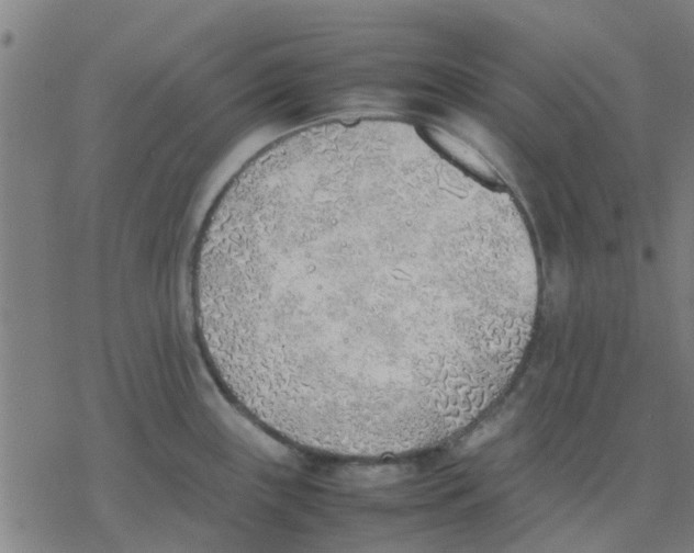 X0000077281243200611101310