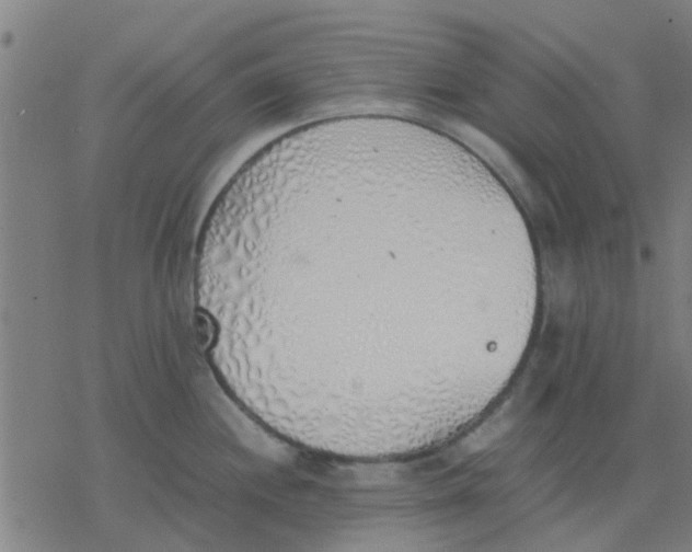 X0000077281244200611101310