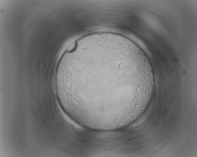 X0000077281247200611101310