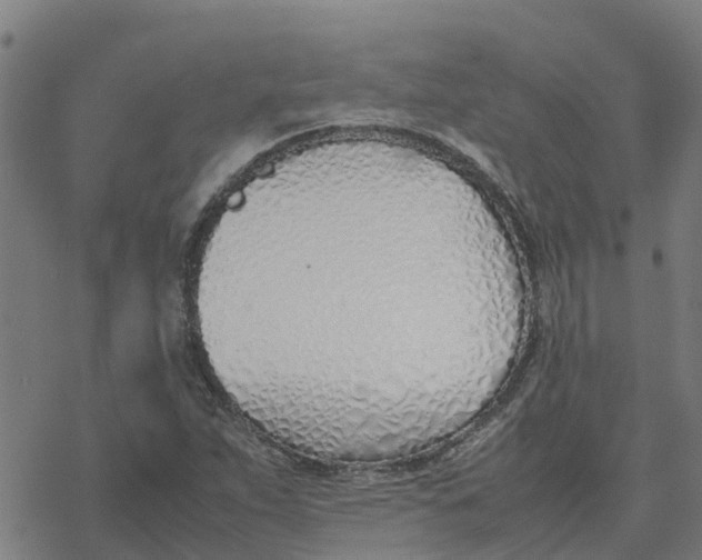 X0000077281263200611101309