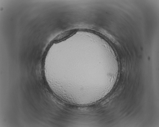 X0000077281264200611101309