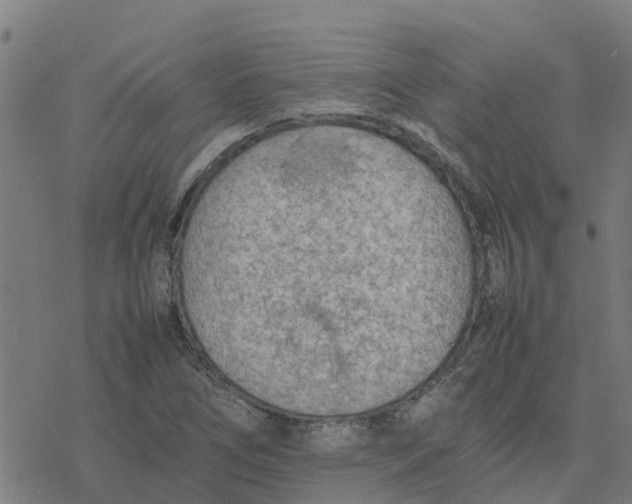 X0000077281266200611101309