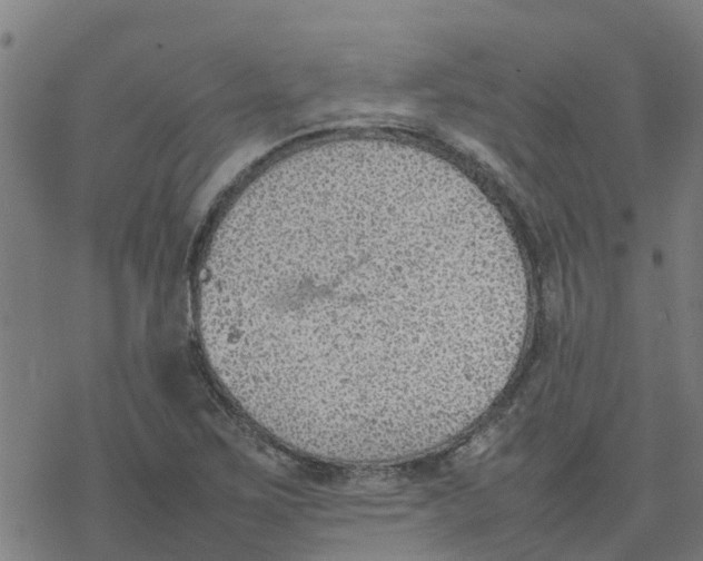 X0000077281267200611101309