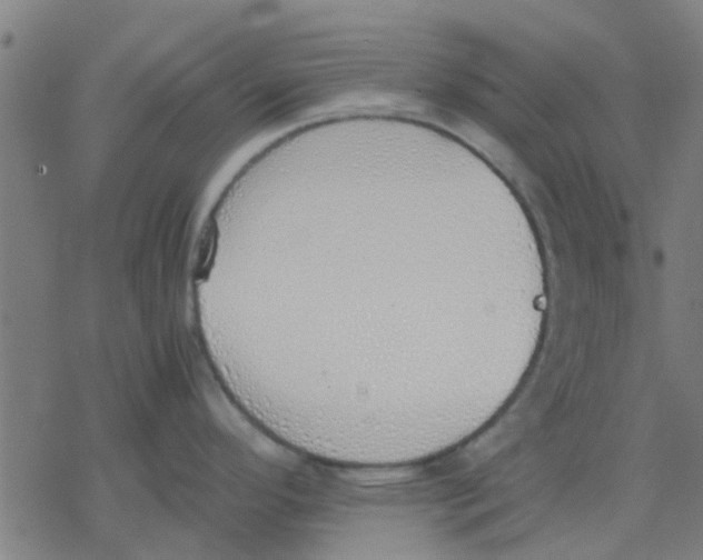 X0000077281296200611101308