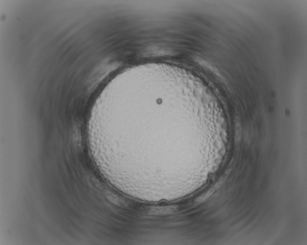 X0000077281305200611101308