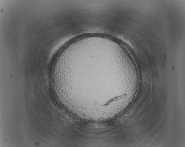 X0000077281311200611101308