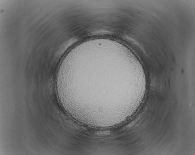 X0000077281313200611101308