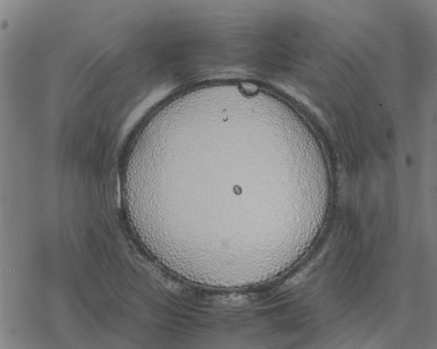 X0000077281317200611101308