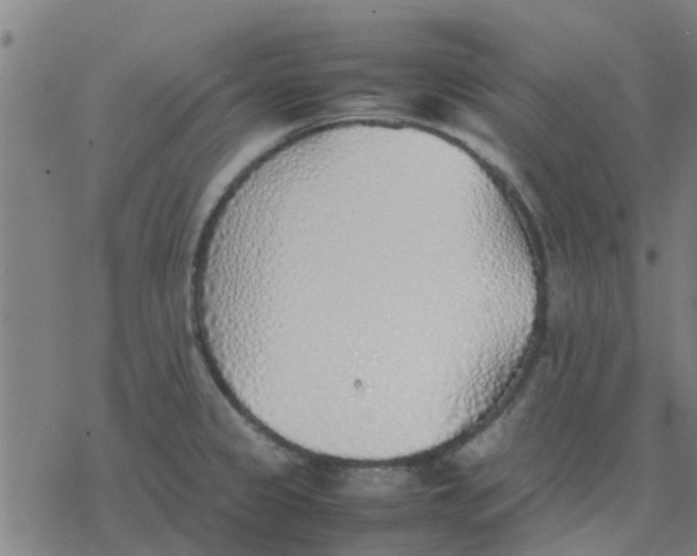 X0000077281333200611101308