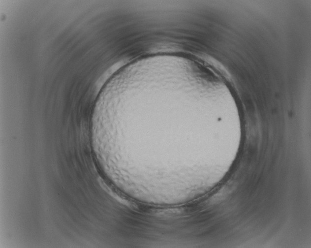 X0000077281337200611101308