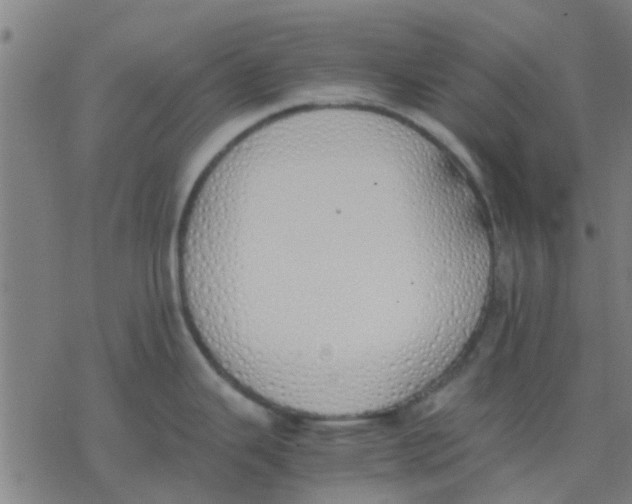 X0000077281343200611101308