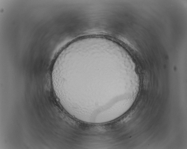 X0000077281358200611101307