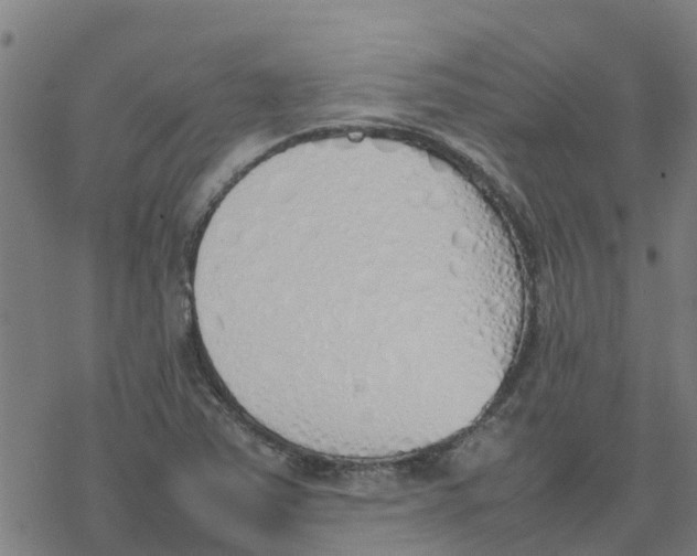 X0000077281363200611101307