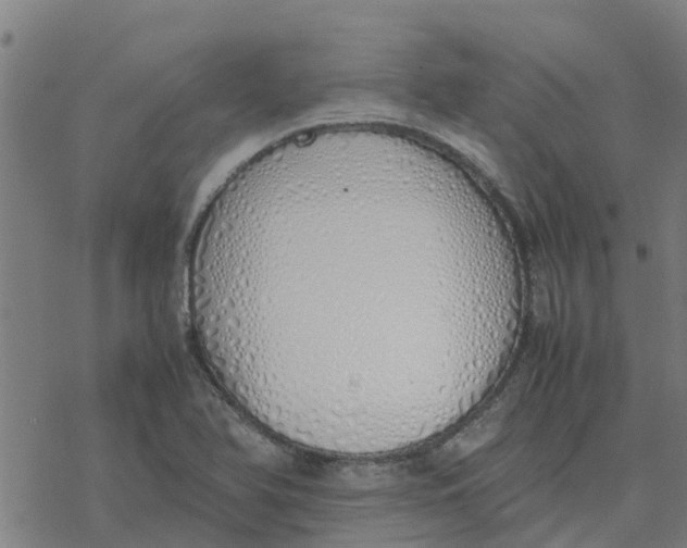 X0000077281366200611101307