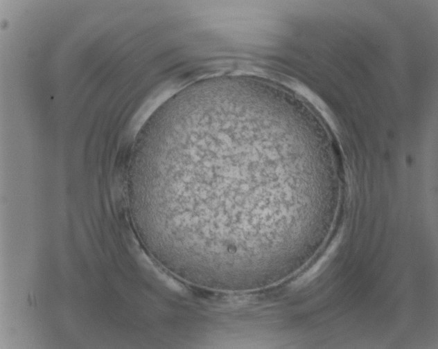 X0000077281385200611101307