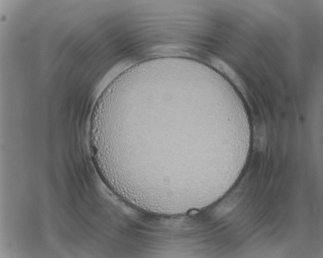 X0000077281386200611101307