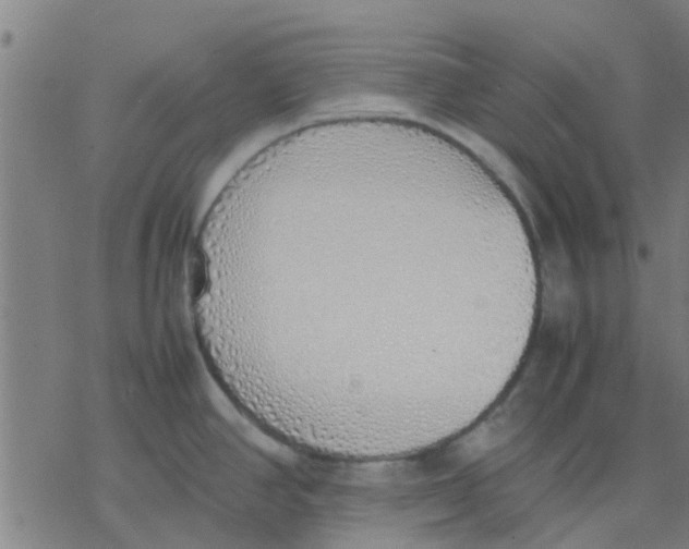 X0000077281390200611101307