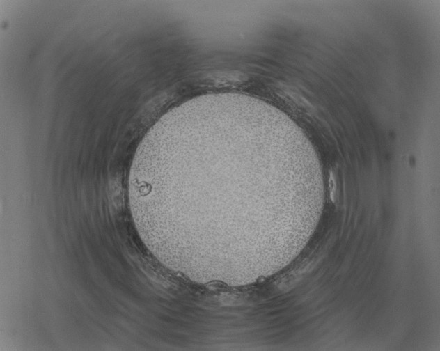 X0000077281395200611101306