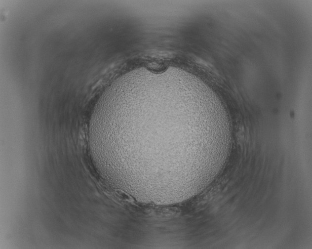 X0000077281397200611101306