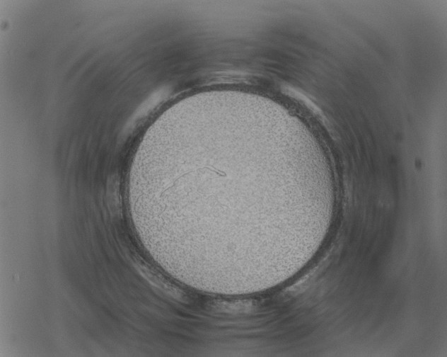 X0000077281403200611101306