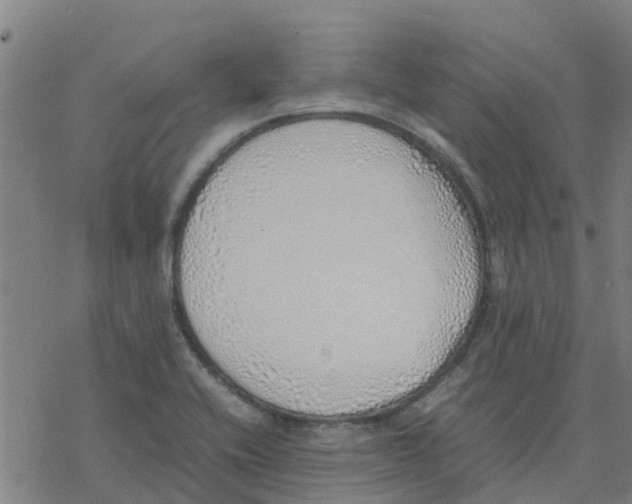 X0000077281416200611101306