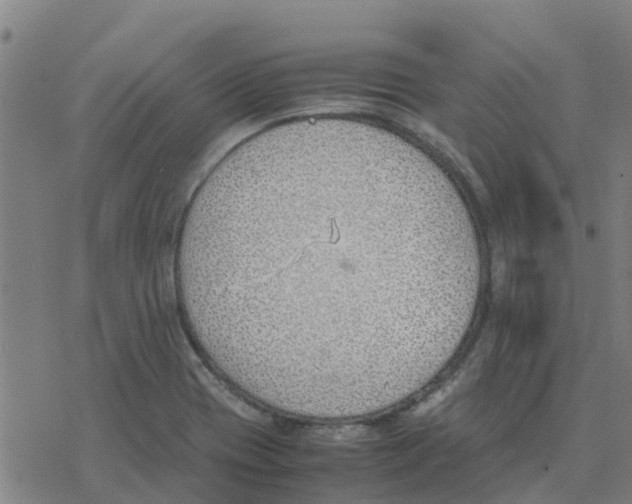 X0000077281417200611101306