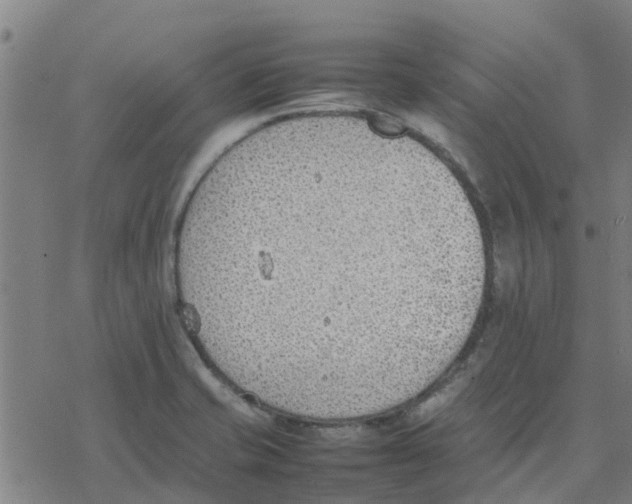 X0000077281421200611101306