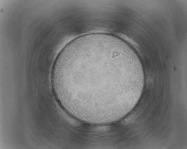 X0000077281423200611101306