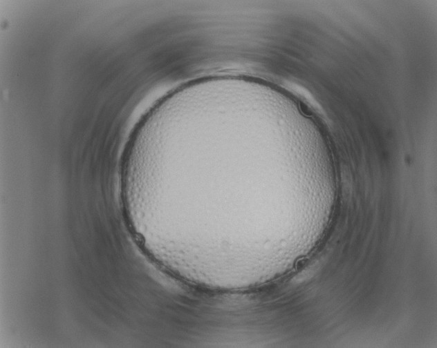 X0000077281424200611101306